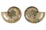 Cut & Polished, Agatized Ammonite (Phylloceras) Fossil #191680-1